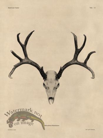 Tan Bones 13 Mule Deer